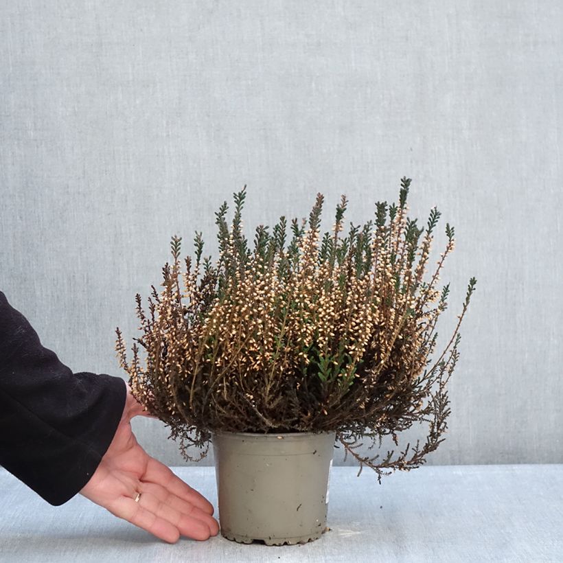 Exemplar von Besenheide Garden Girls Lisbeth - Calluna vulgaris Topf mit 1L/1,5L wie im Winter geliefert