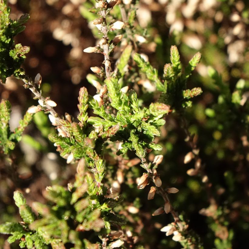 Besenheide Garden Girls Martina - Calluna vulgaris (Laub)