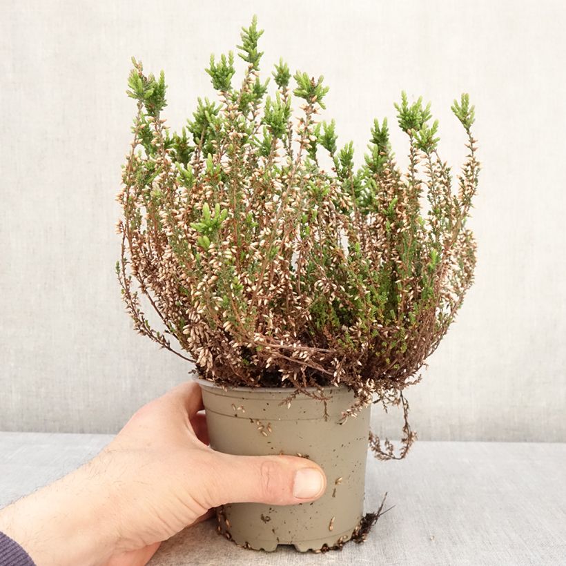 Exemplar von Besenheide Garden Girls Martina - Calluna vulgaris Topf mit 1L/1,5L wie im Frühjahr geliefert