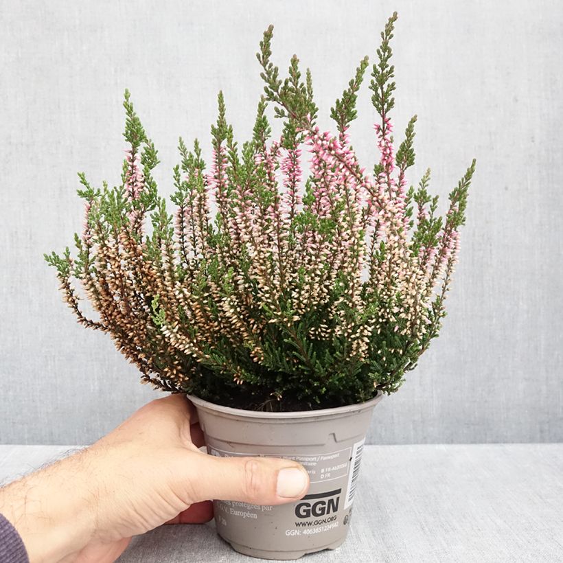 Exemplar von Besenheide Garden Girls Pink Bettina - Calluna vulgaris Topf mit 1L/1,5L wie im Herbst geliefert