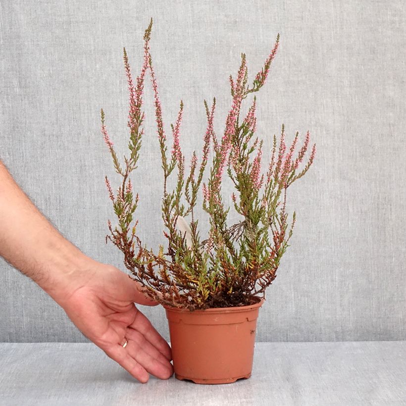 Example of Besenheide Garden Girls Pink Bettina - Calluna vulgaris Topf mit 1L/1,5L as you get in ete