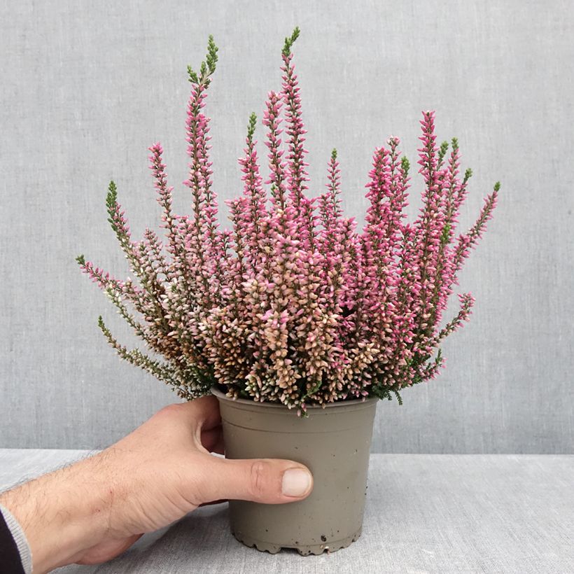 Exemplar von Besenheide Garden Girls Rosita - Calluna vulgaris Topf mit 1L/1,5L wie im Herbst geliefert