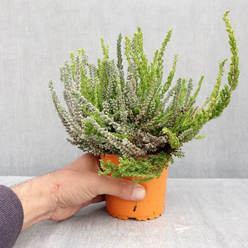 Exemplar von Besenheide Garden Girls Sunset Fire Trio - Calluna vulgaris Topf mit 1L/1,5L wie im Herbst geliefert