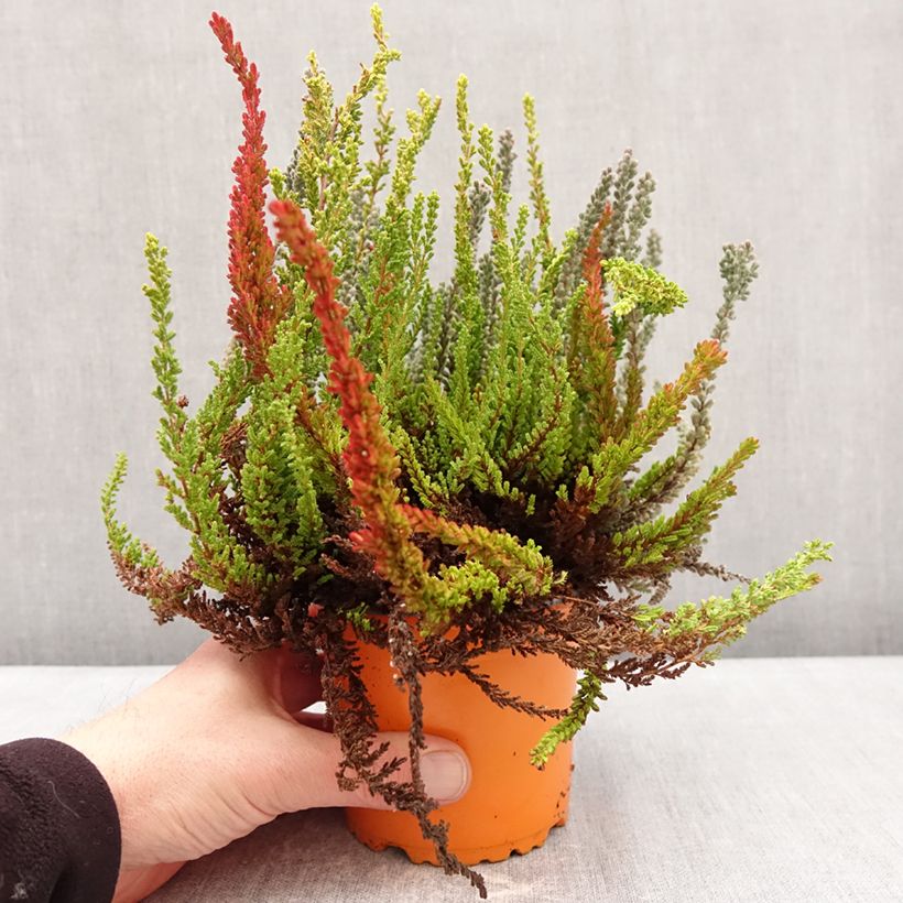 Exemplar von Besenheide Garden Girls Sunset Fire Trio - Calluna vulgaris Topf mit 1L/1,5L wie im Winter geliefert
