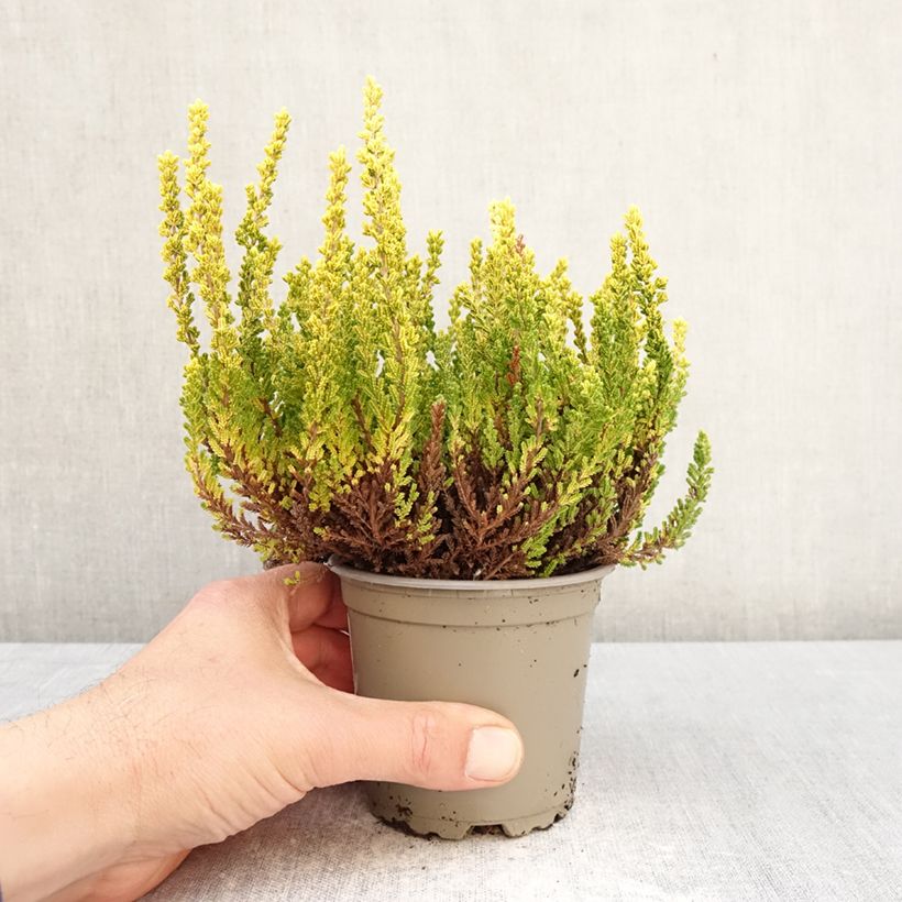 Exemplar von Besenheide Garden Girls Zeta - Calluna vulgaris Topf mit 1L/1,5L wie im Frühjahr geliefert