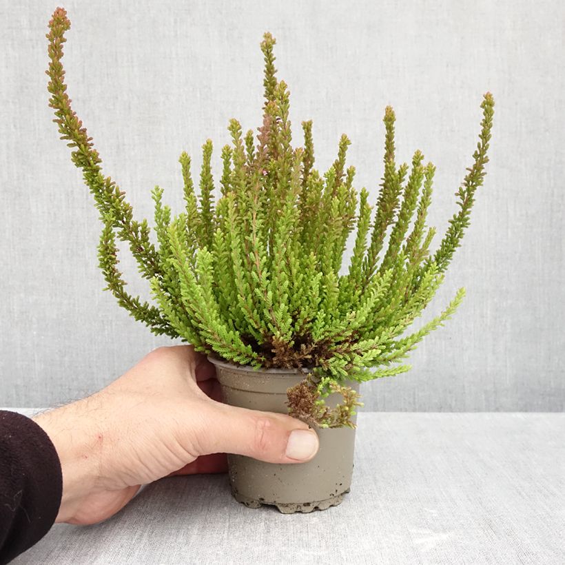 Exemplar von Besenheide Garden Girls Zorina - Calluna vulgaris Topf mit 1L/1,5L wie im Herbst geliefert
