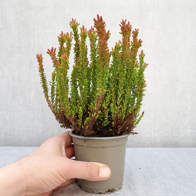 Exemplar von Besenheide Garden Girls Zorina - Calluna vulgaris Topf mit 1L/1,5L wie im Frühjahr geliefert