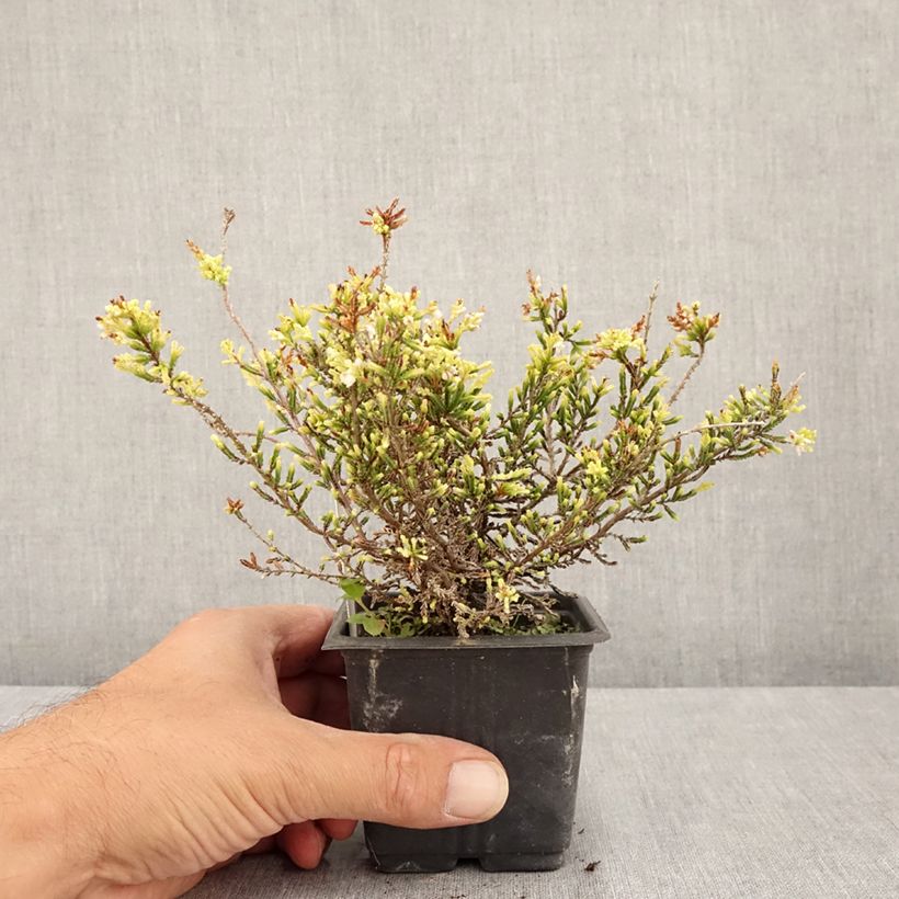Example of Besenheide Alba - Calluna vulgaris Kleine Töpfe von 8/9 cm as you get in ete