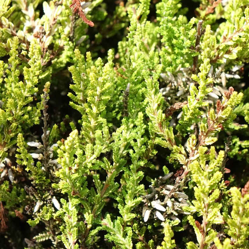 Besenheide Anouk - Calluna vulgaris (Foliage)