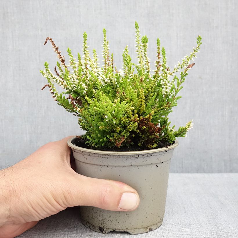 Exemplar von Besenheide Anouk - Calluna vulgaris Topf 12 cm / 13 cm wie im Herbst geliefert