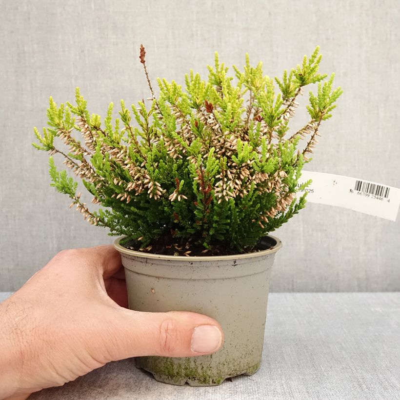 Exemplar von Besenheide Anouk - Calluna vulgaris Topf 12 cm / 13 cm wie im Frühjahr geliefert