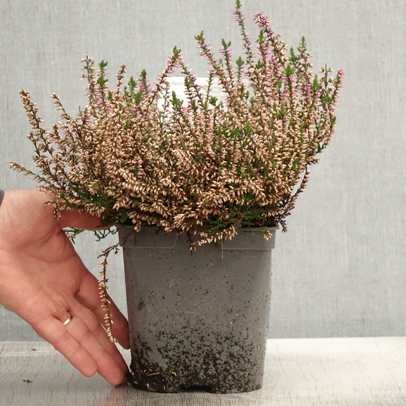 Example of Besenheide Marleen - Calluna vulgaris Topf mit 2L/3L as you get in automne