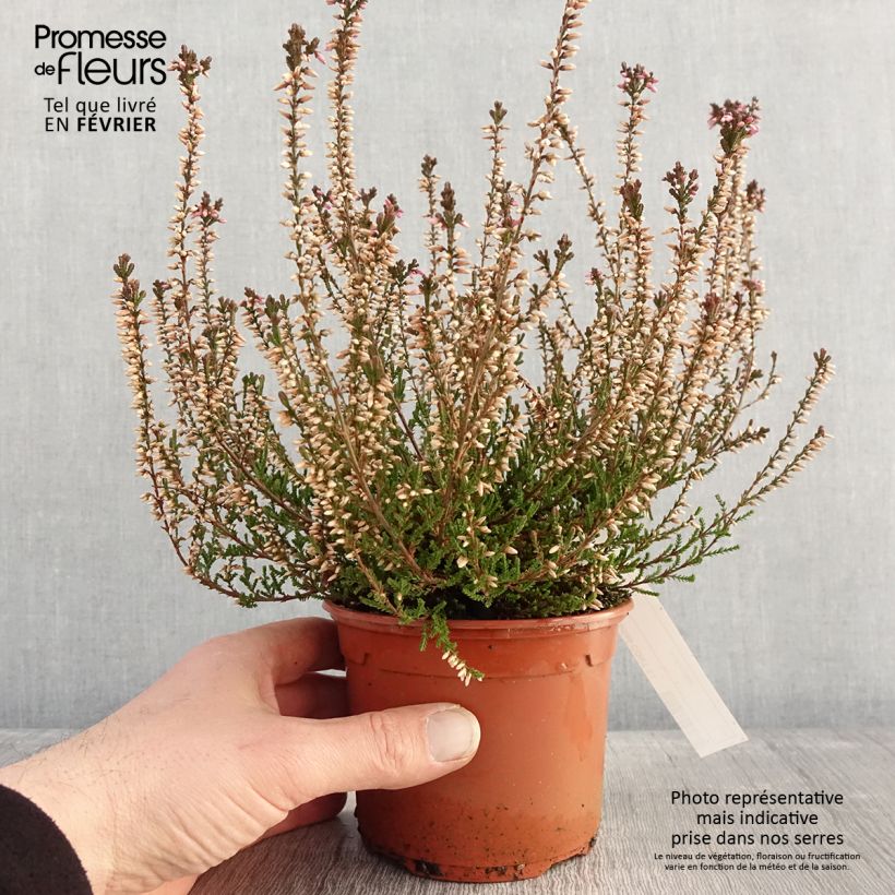 Example of Besenheide Marlies - Calluna vulgaris Topf mit 1L/1,5L as you get in hiver
