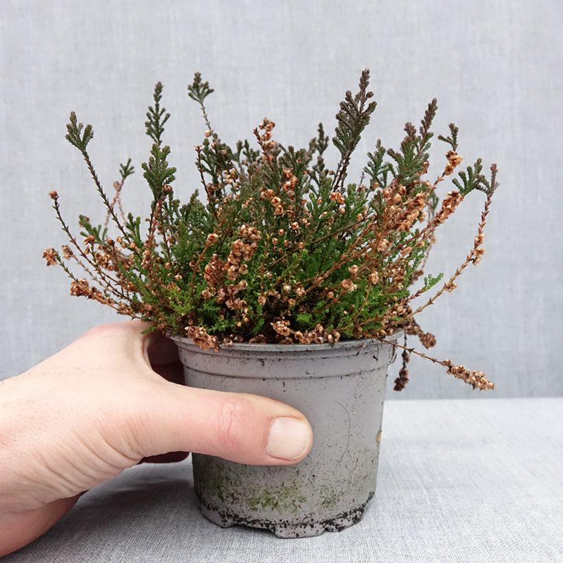 Example of Besenheide Radnor - Calluna vulgaris Topf 12 cm / 13 cm as you get in hiver