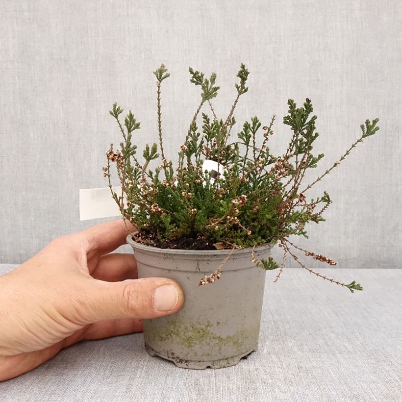 Exemplar von Besenheide Radnor - Calluna vulgaris Topf 12 cm / 13 cm wie im Frühjahr geliefert