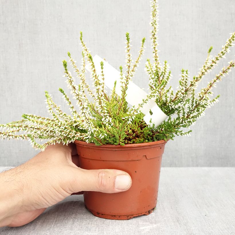 Exemplar von Besenheide Sandy - Calluna vulgaris Topf mit 1L/1,5L wie im Herbst geliefert