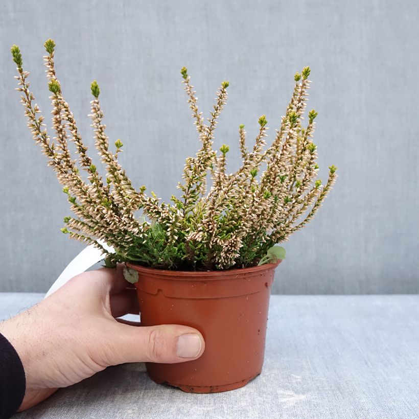 Exemplar von Besenheide Sandy - Calluna vulgaris Topf mit 1L/1,5L wie im Winter geliefert