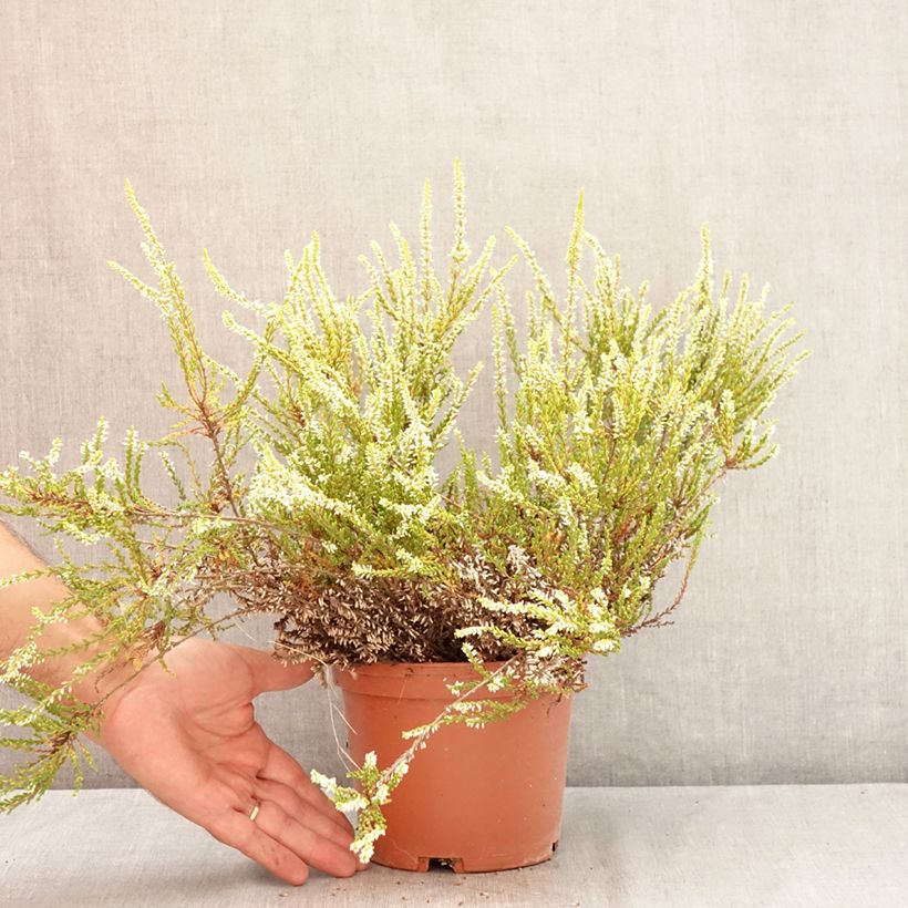 Example of Besenheide Sandy - Calluna vulgaris Topf mit 2L/3L as you get in ete