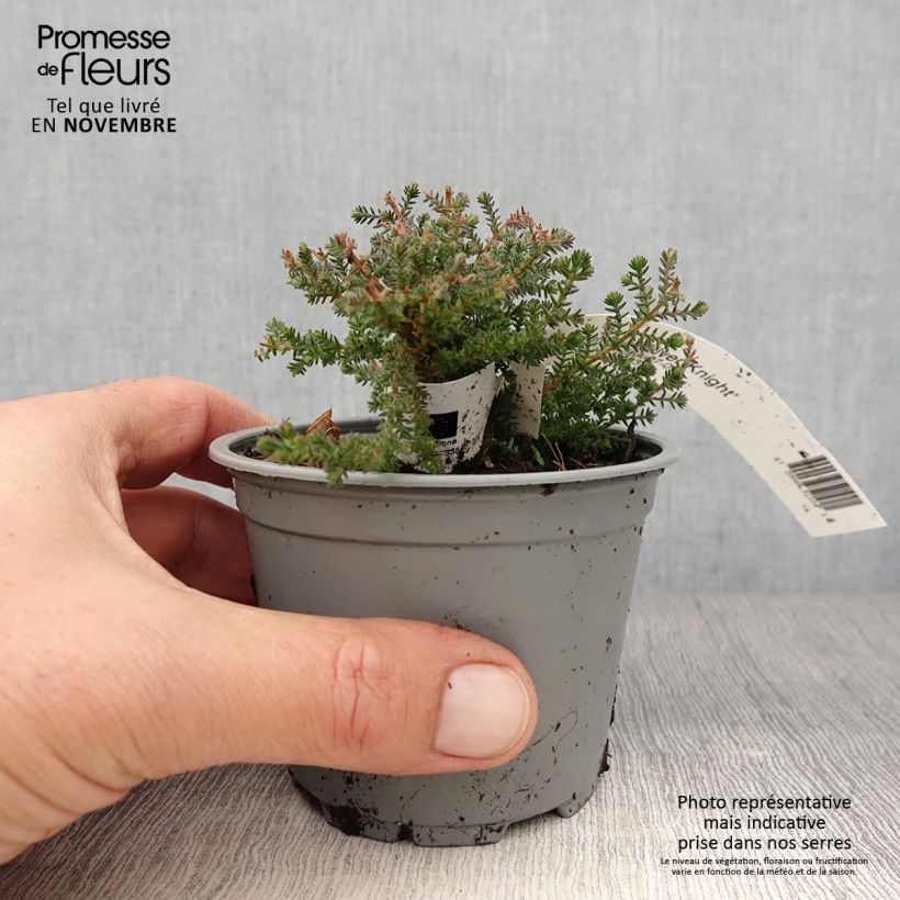 Example of Besenheide Silver Knight - Calluna vulgaris Kleine Töpfe von 8/9 cm as you get in automne