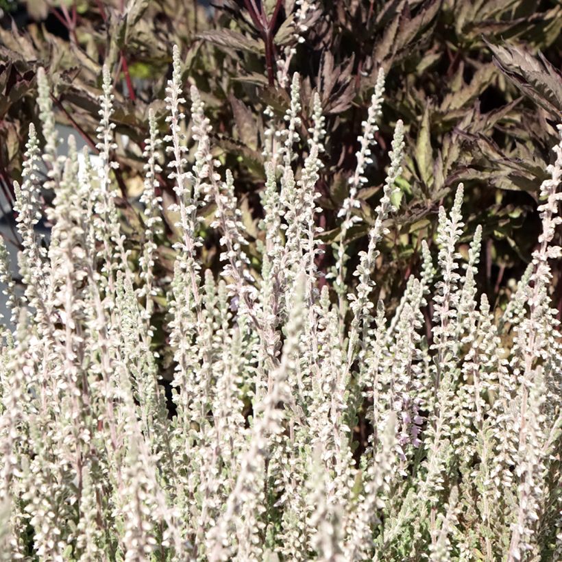 Besenheide Silver Knight - Calluna vulgaris (Foliage)