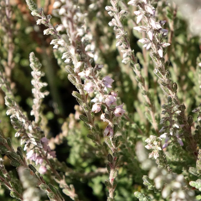 Besenheide Silver Knight - Calluna vulgaris (Flowering)