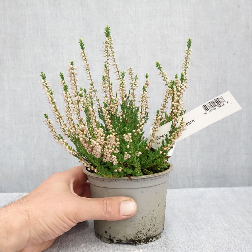 Exemplar von Besenheide Spring Cream - Calluna vulgaris Topf 12 cm / 13 cm wie im Herbst geliefert
