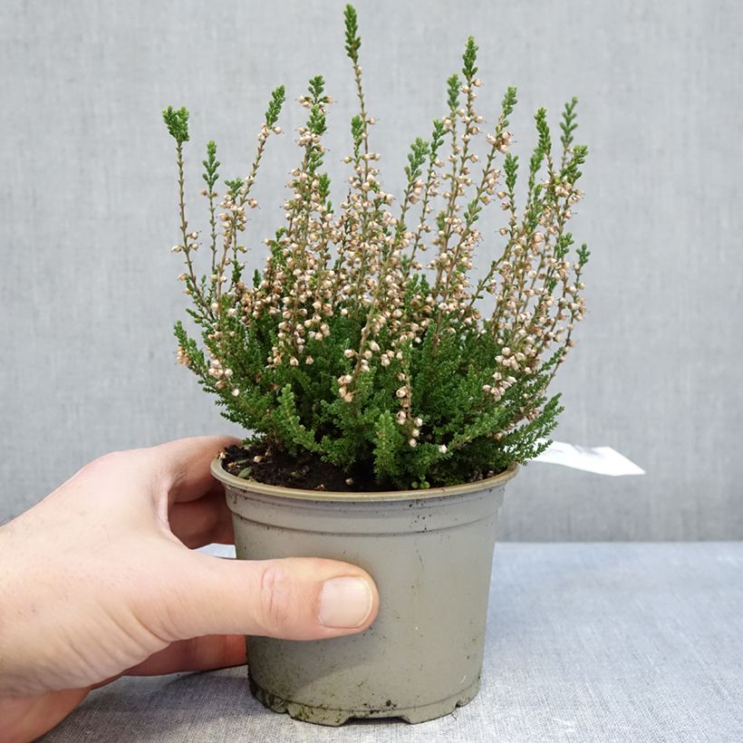 Exemplar von Besenheide Spring Cream - Calluna vulgaris Topf 12 cm / 13 cm wie im Winter geliefert