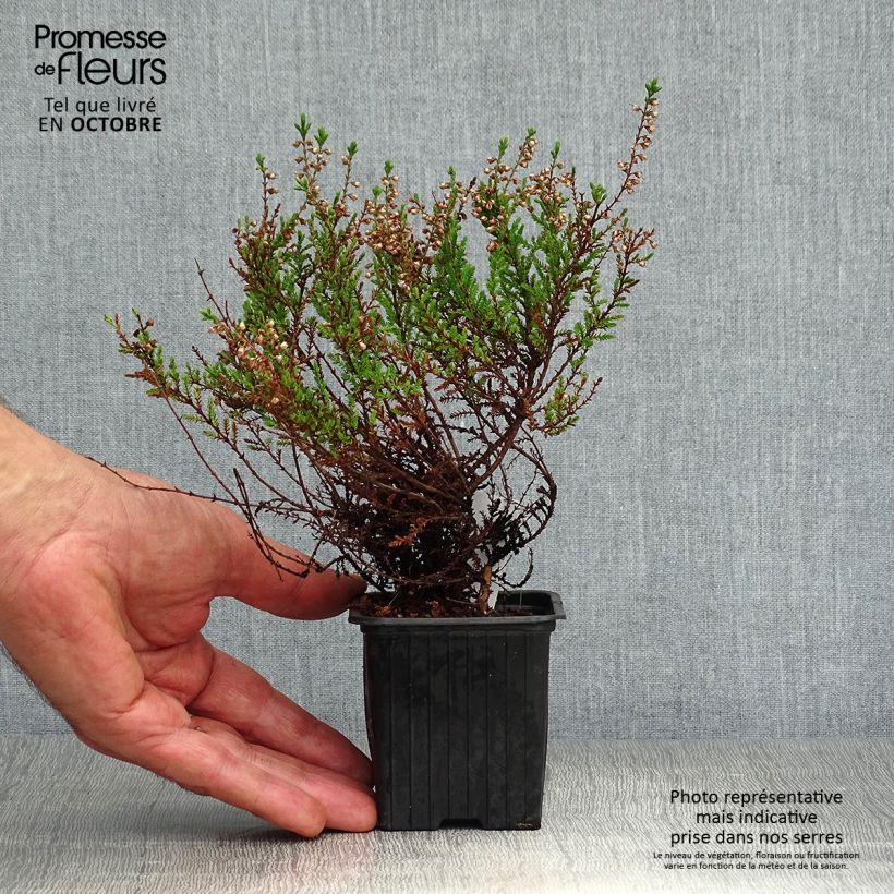 Example of Besenheide Spring Torch - Calluna vulgaris Kleine Töpfe von 8/9 cm as you get in automne