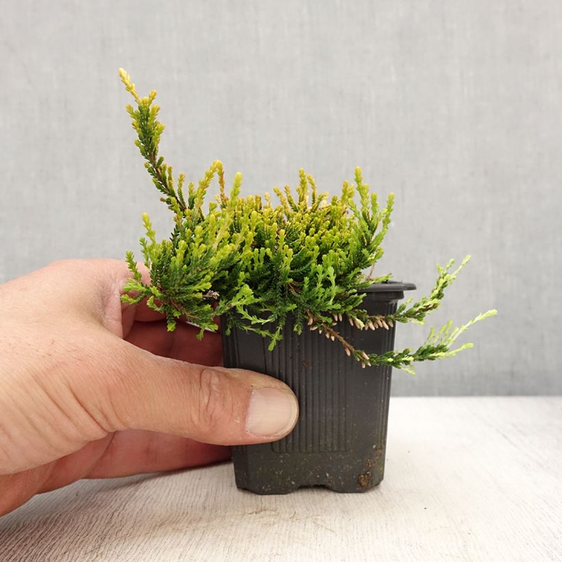 Example of Besenheide Garden Girls Theresa - Calluna vulgaris Kleine Töpfe von 8/9 cm as you get in printemps