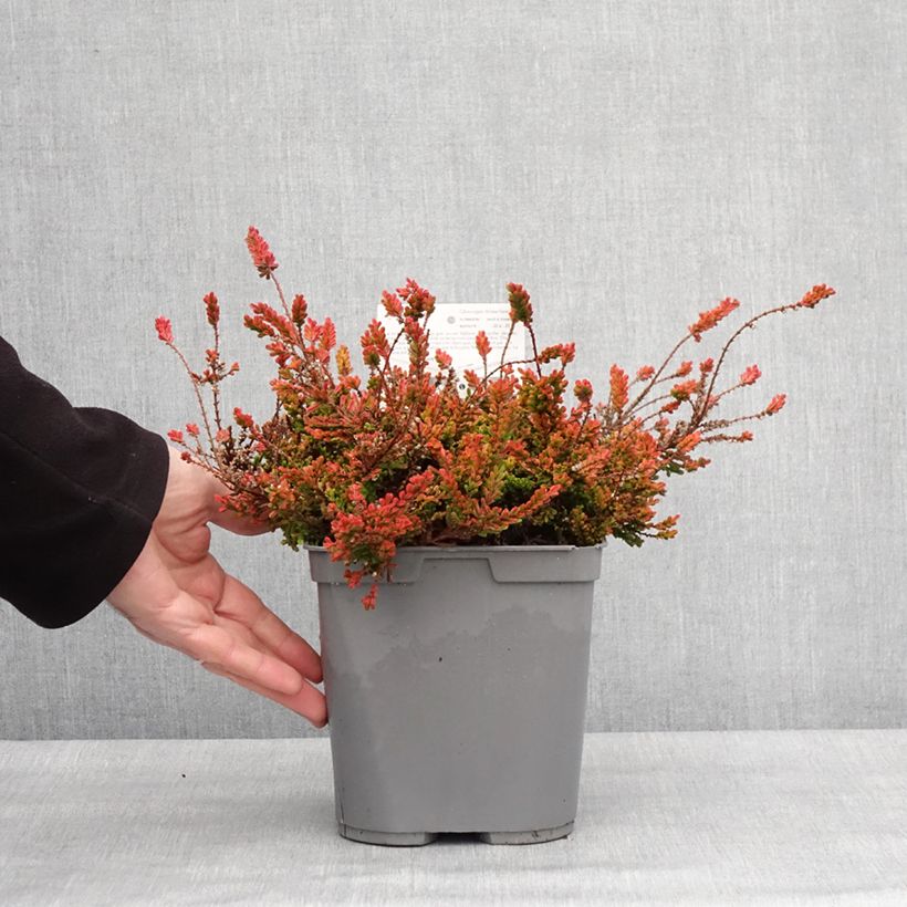 Exemplar von Besenheide Wickwar Flame - Calluna vulgaris Topf mit 2L/3L wie im Winter geliefert