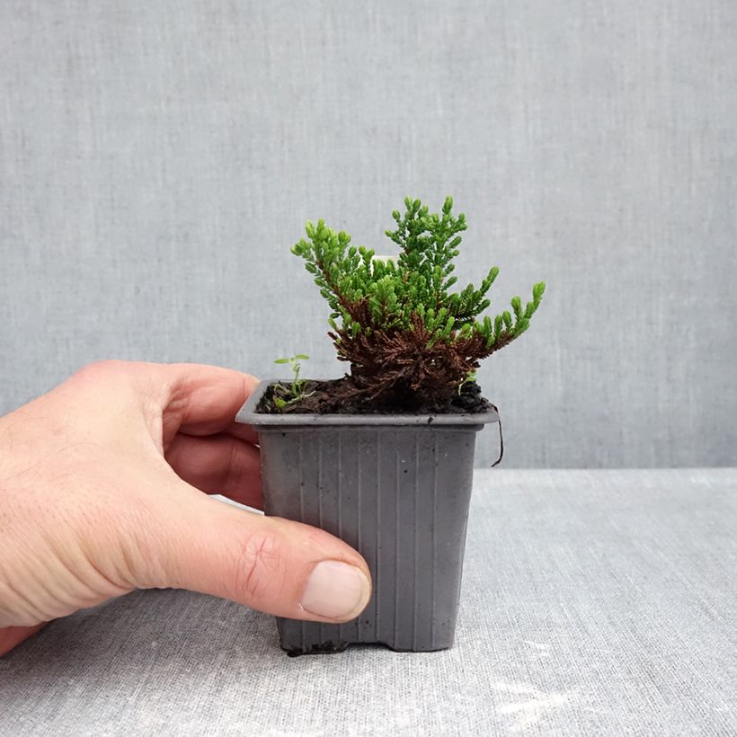 Exemplar von Besenheide Winter Chocolate - Calluna vulgaris Kleine Töpfe von 8/9 cm wie im Herbst geliefert