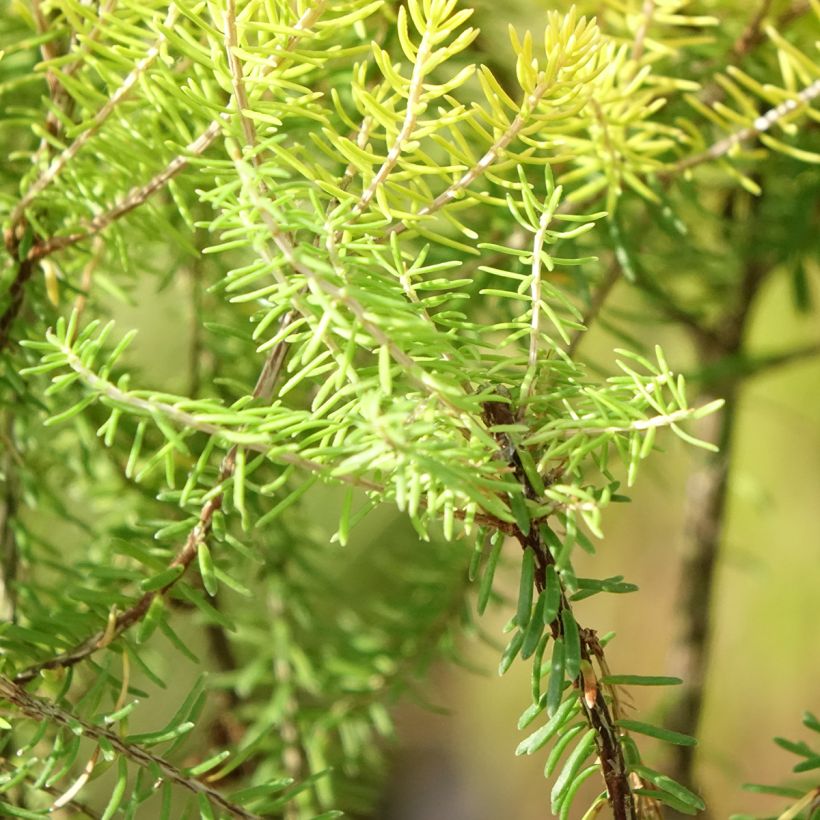 Erica griffithsii Valerie Griffiths - Heide (Foliage)