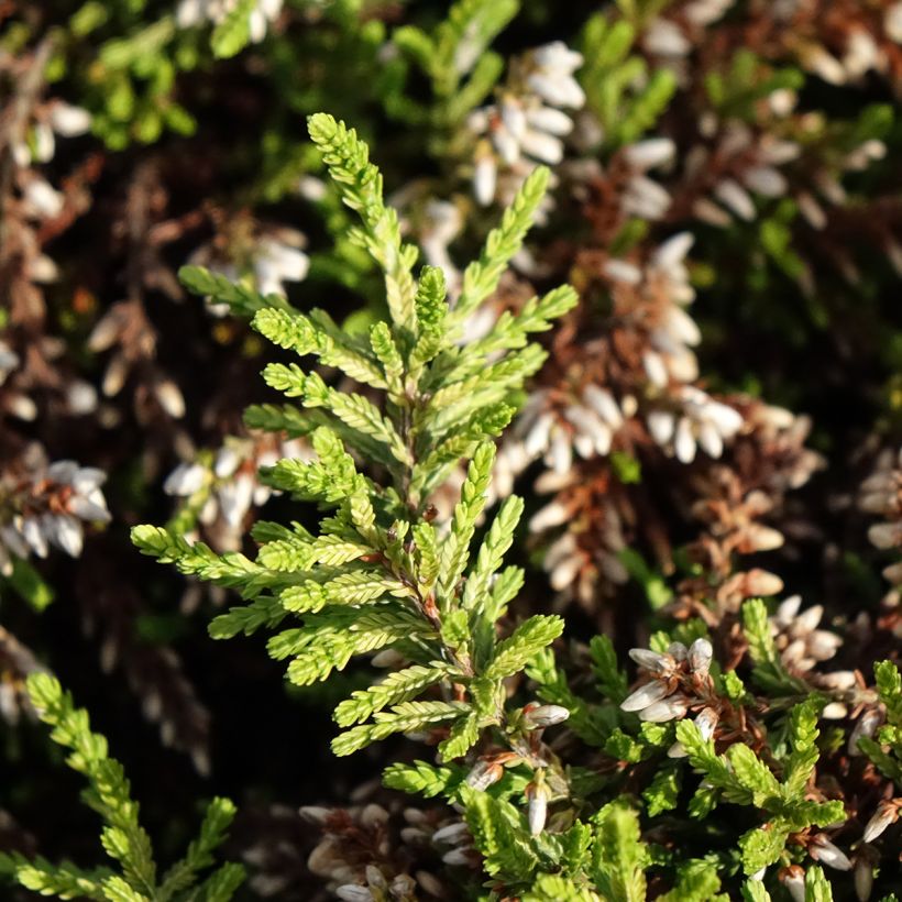 Besenheide Rasta Girls Maïté - Calluna vulgaris (Laub)