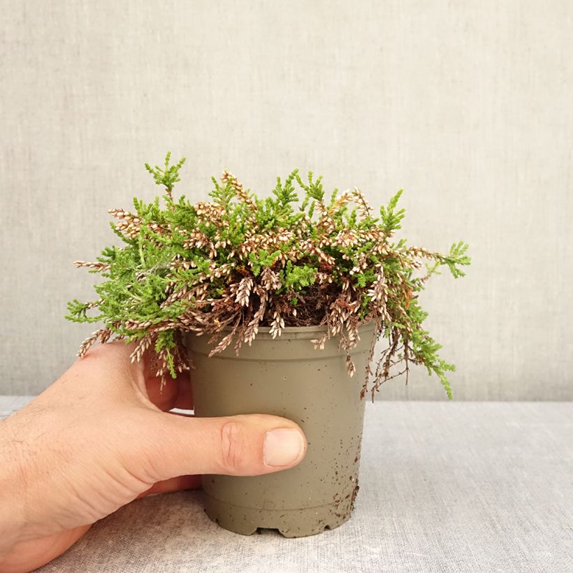 Exemplar von Besenheide Rasta Girls Maïté - Calluna vulgaris Topf 12 cm / 13 cm wie im Frühjahr geliefert