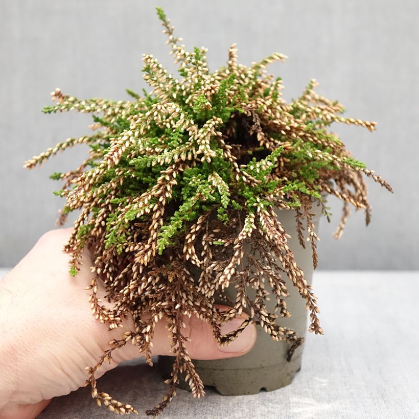 Exemplar von Besenheide Rasta Girls Netty - Calluna vulgaris Topf 12 cm / 13 cm wie im Winter geliefert