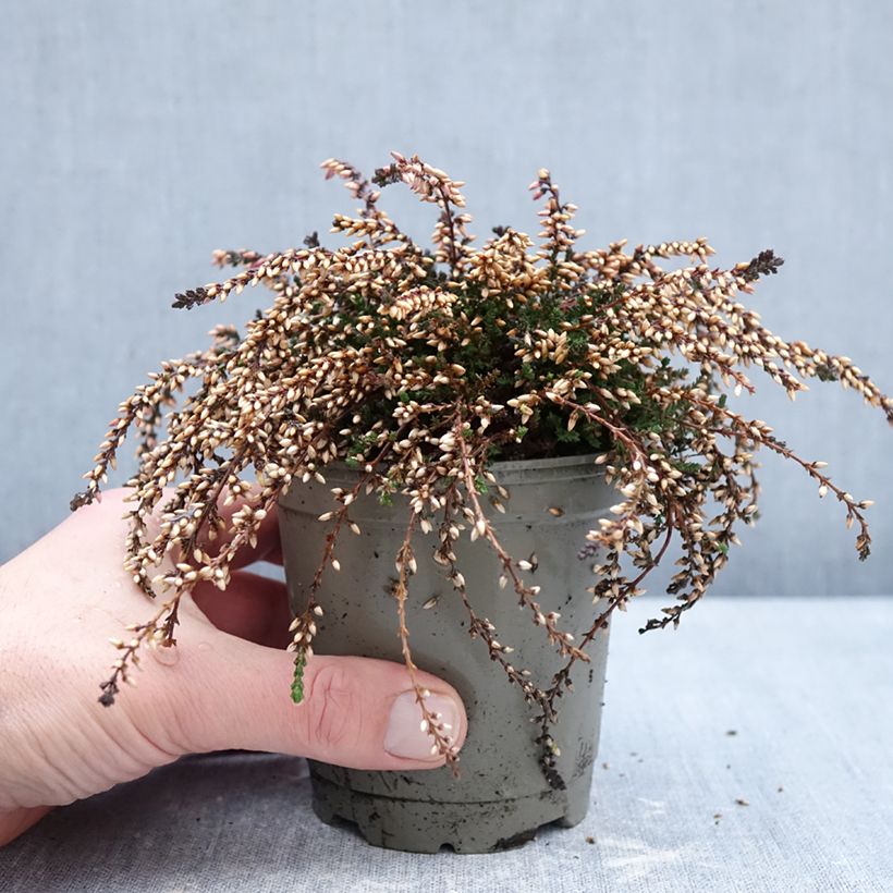 Exemplar von Besenheide Rasta Girls Rote Janina' - Calluna vulgaris Topf 12 cm / 13 cm wie im Winter geliefert