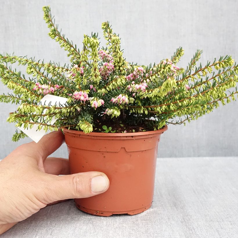 Exemplar von Winterblühende Heide Ghost Hills - Erica darleyensis Topf 10 cm/11cm wie im Herbst geliefert
