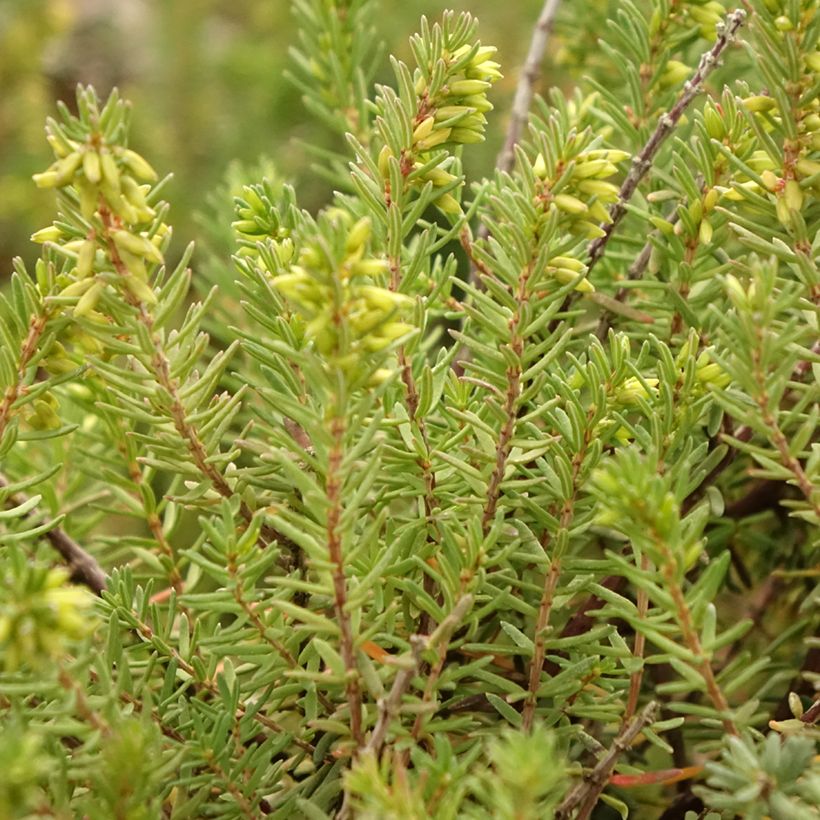 Winterblühende Heide Aurélie Bregeon - Erica darleyensis (Foliage)