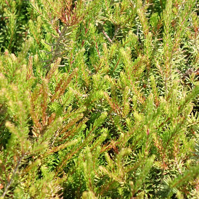 Winterblühende Heide J.W. Porter - Erica darleyensis (Foliage)