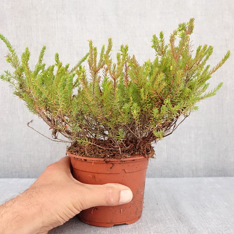Example of Winterblühende Heide J.W. Porter - Erica darleyensis Topf mit 1L/1,5L as you get in ete