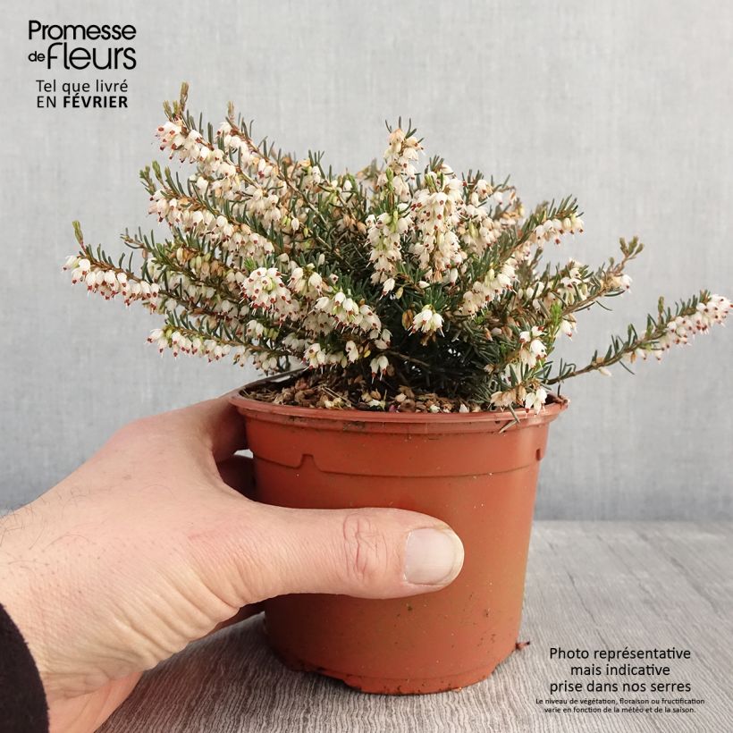 Example of Winterblühende Heide Silberschmelze - Erica darleyensis Topf mit 2L/3L as you get in hiver