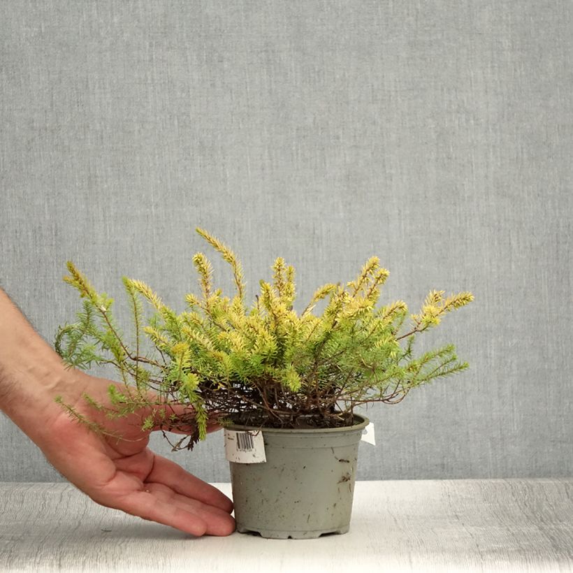 Example of Winterblühende Heide Stieneke - Erica darleyensis Topf 12 cm / 13 cm as you get in ete