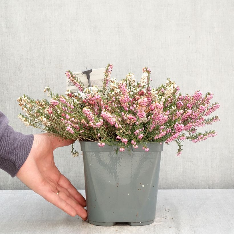 Exemplar von Winterblühende Heide Trio - Erica darleyensis Topf mit 3L/4L wie im Frühjahr geliefert