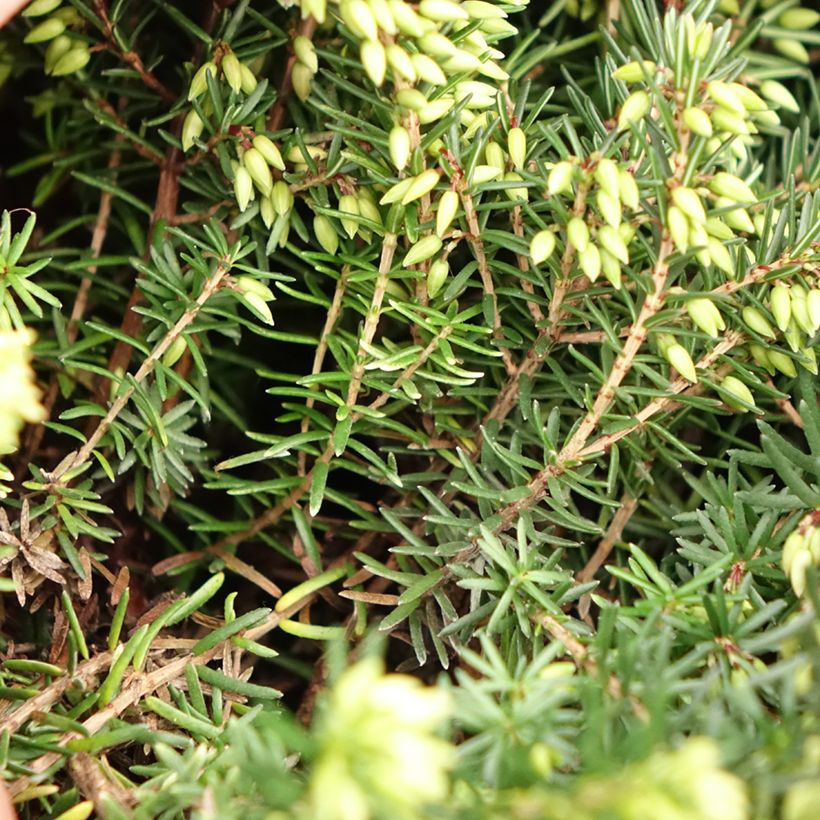Winterblühende Heide Trio - Erica darleyensis (Foliage)