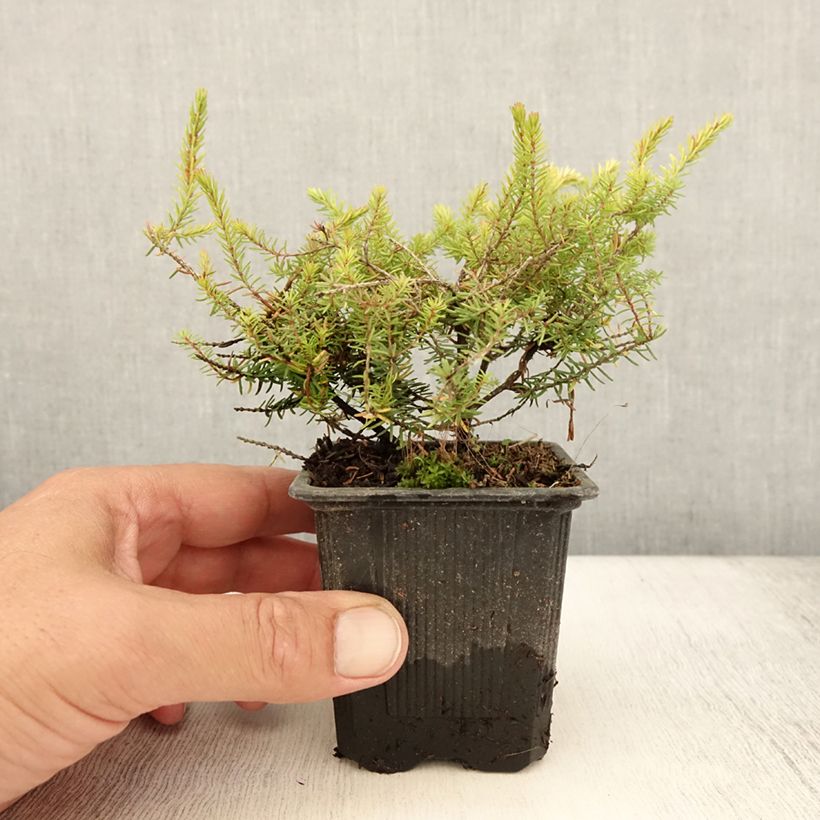 Example of Winterblühende Heide Winter Belles Tylou - Erica darleyensis Kleine Töpfe von 8/9 cm as you get in ete