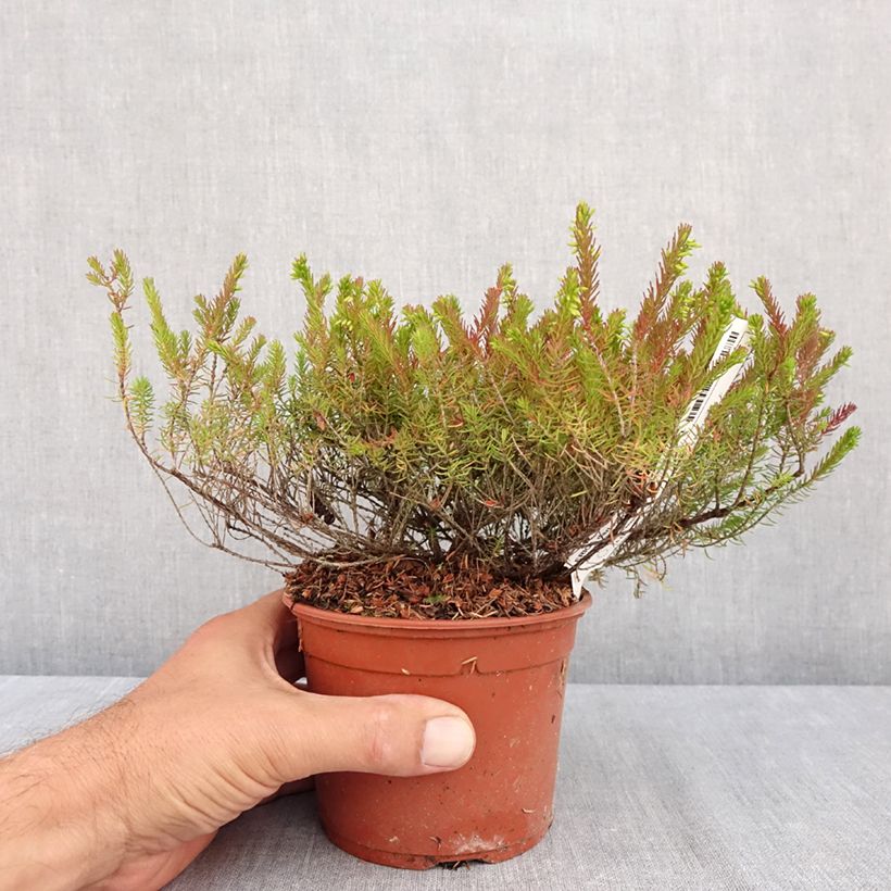 Example of Winterblühende Heide Furzey - Erica darleyensis Topf mit 1L/1,5L as you get in ete