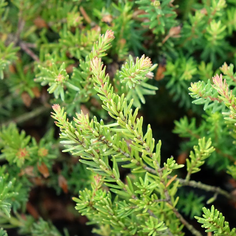 Schnee-Heide Ruby Glow - Erica carnea (Foliage)