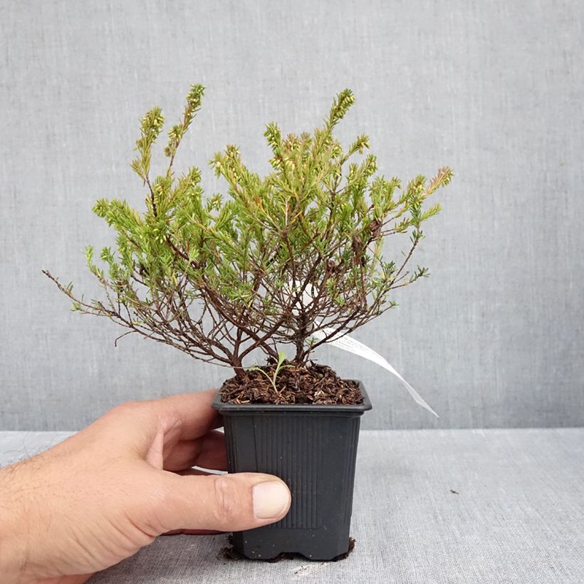 Exemplar von Schnee-Heide Ruby Glow - Erica carnea Kleine Töpfe von 8/9 cm wie im Herbst geliefert