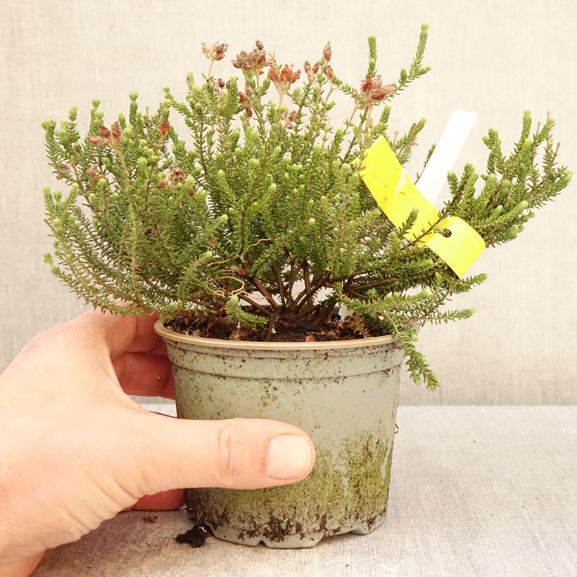 Exemplar von Echte Glocken-Heide Alba - Erica tetralix Topf 12 cm / 13 cm wie im Frühjahr geliefert