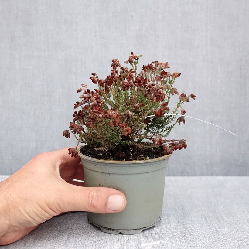 Exemplar von Bruyère des marais - Erica tetralix Con Underwood Pot de 12 cm / 13 cm wie im Herbst geliefert